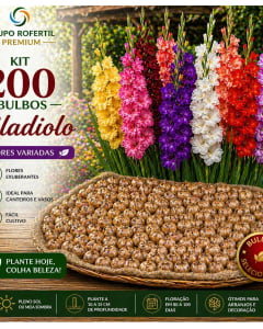 Kit 200 Bulbos de Gladiolo Cores Sortidas Flores Ornamentais Para Jardim Kit 200 Bulbos de Gladiolo Cores Sortidas Flores Ornamentais Para Jardim